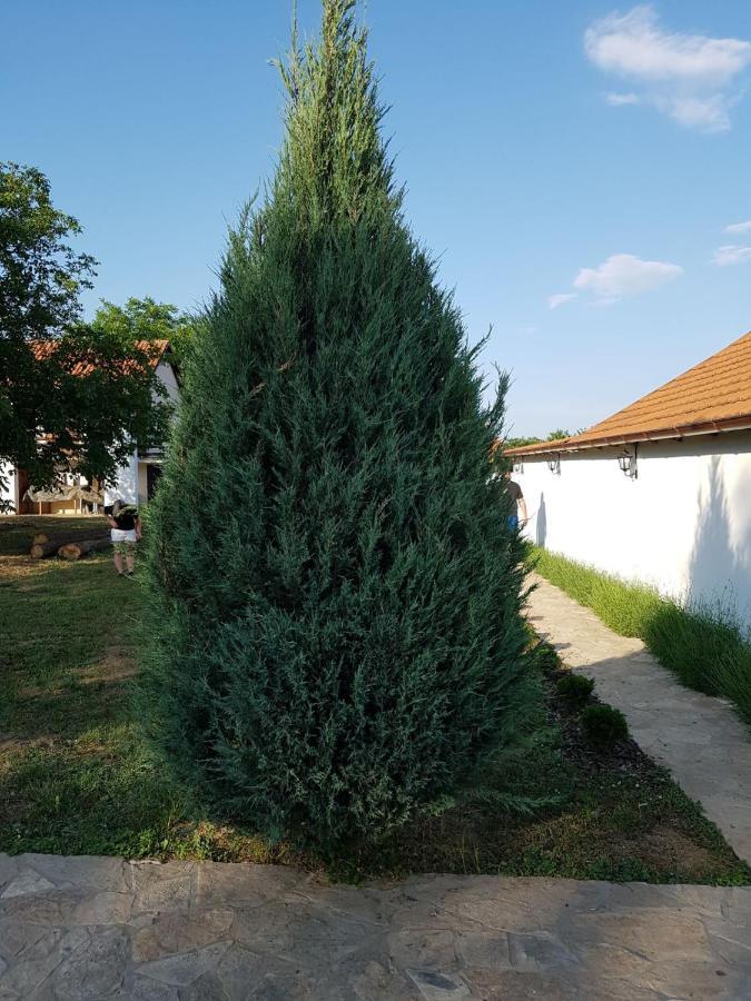 Vikendica Lesic Villa Cortanovci Bagian luar foto